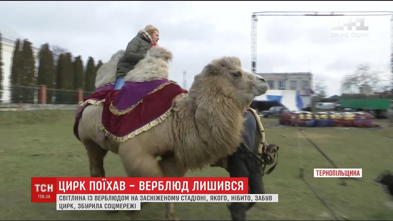 Мережу сколихнуло фото верблюда на засніженому стадіоні Тернопільщини