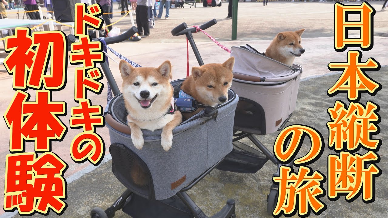 那須で柴犬達が空を飛び、忘れられない体験をしました。