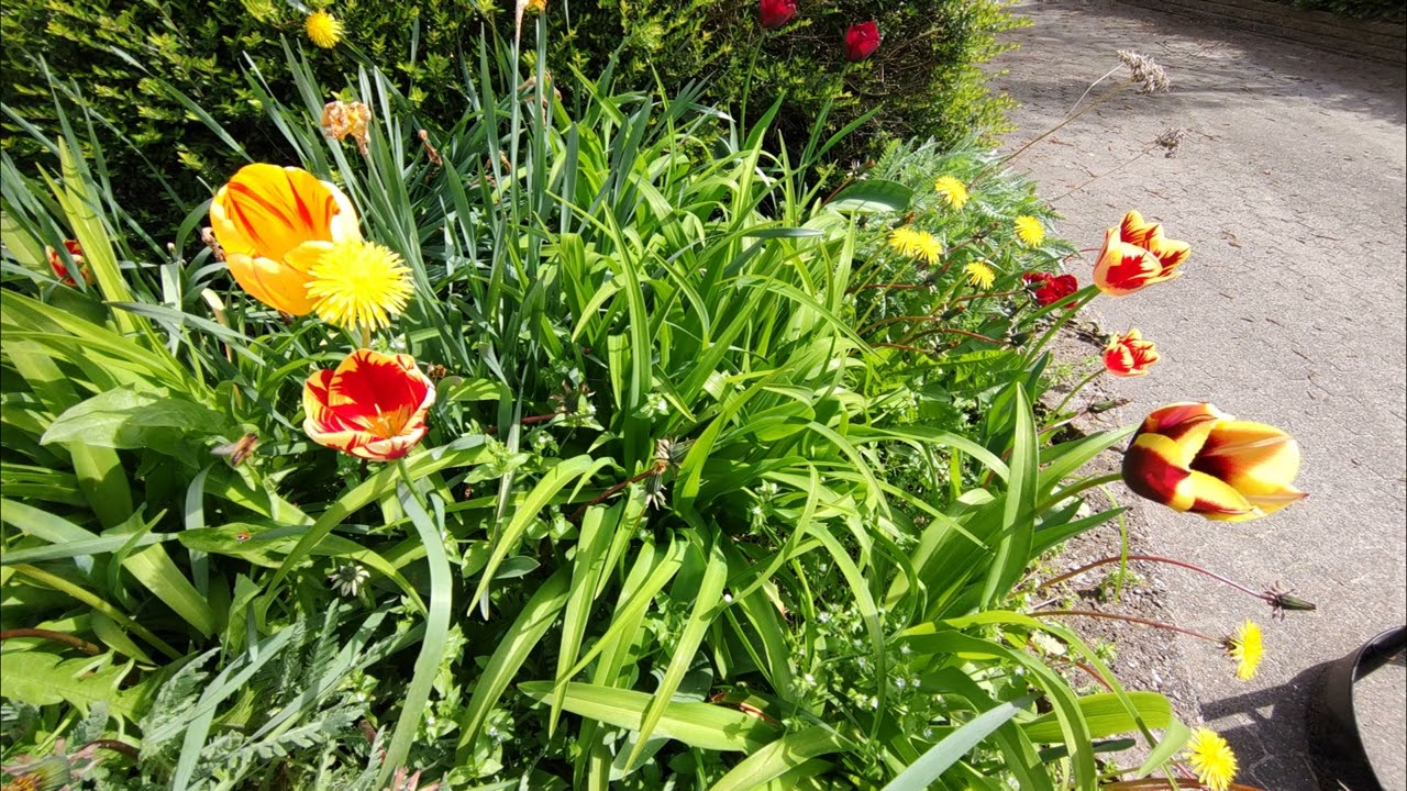 29. april 2024 N&aelig;stved - Slagkildevej, De smukke for&aring;rsblomster