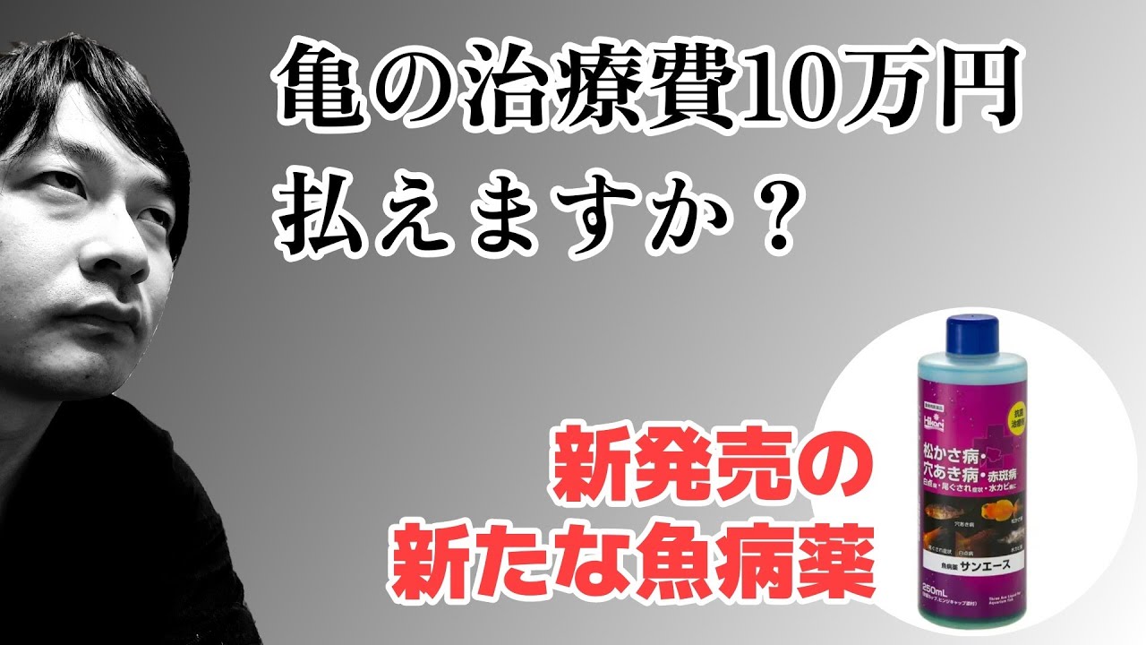 【キョーリン・サンエース】餌メーカーから魚病薬が新発売！？カメの病気を治せるのか？新たな成分について考察！【亀の治療】