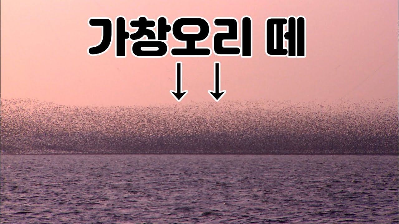 하늘을 수놓은 가창오리떼 군무 #철새 #영암호 [어영차바다야]