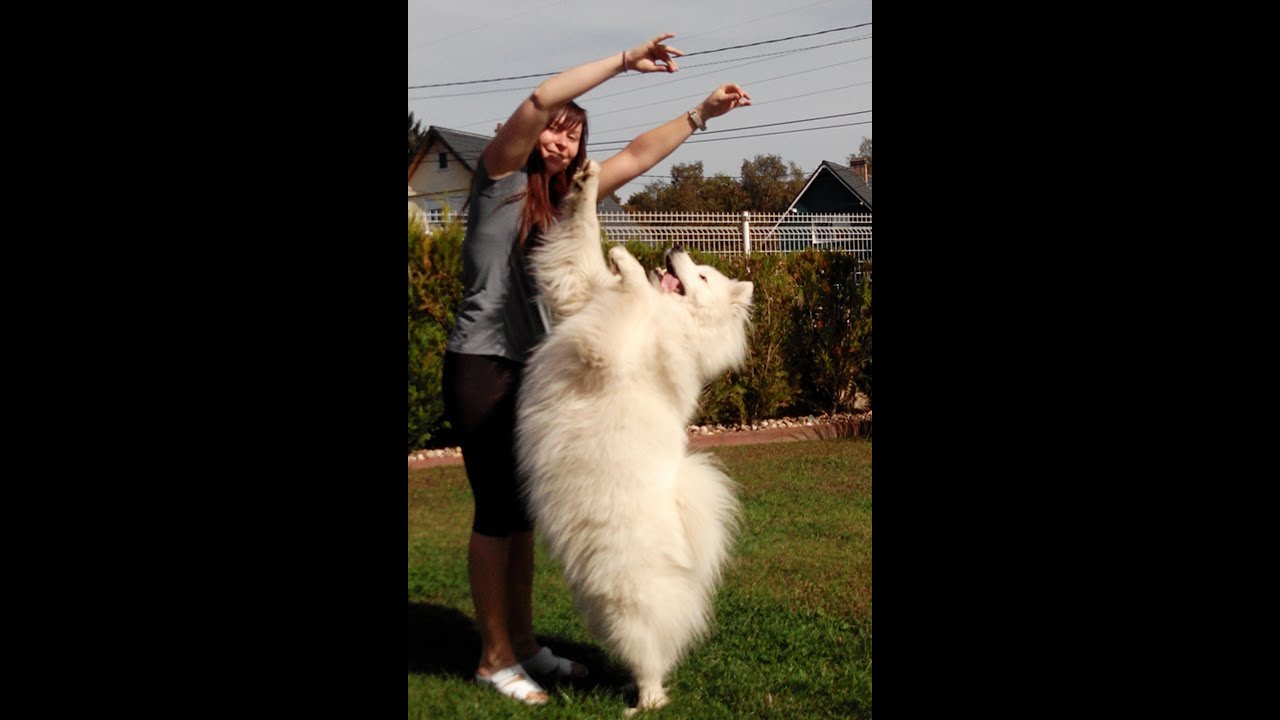 Best of Tricks - Hayka, Samoyed