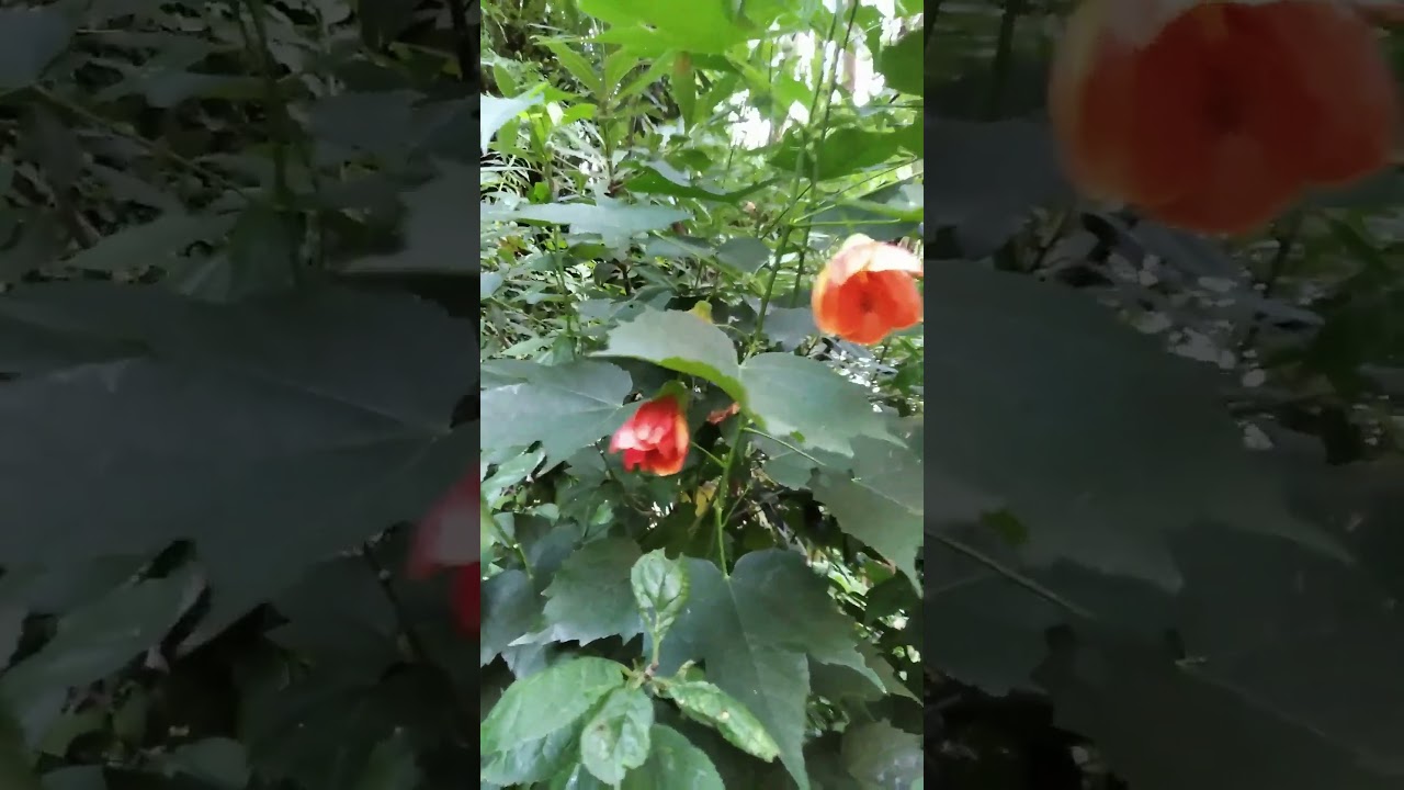 31.07.2023. Природа Сочи. 6/ Sochi. Southern nature/ Naturaleza del sur