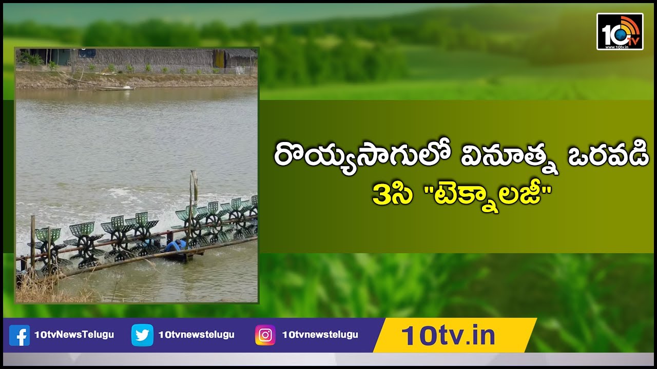 రొయ్యసాగులో వినూత్న ఒరవడి 