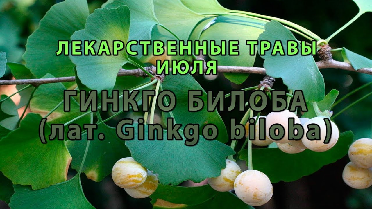 Лекарственные растения июля 