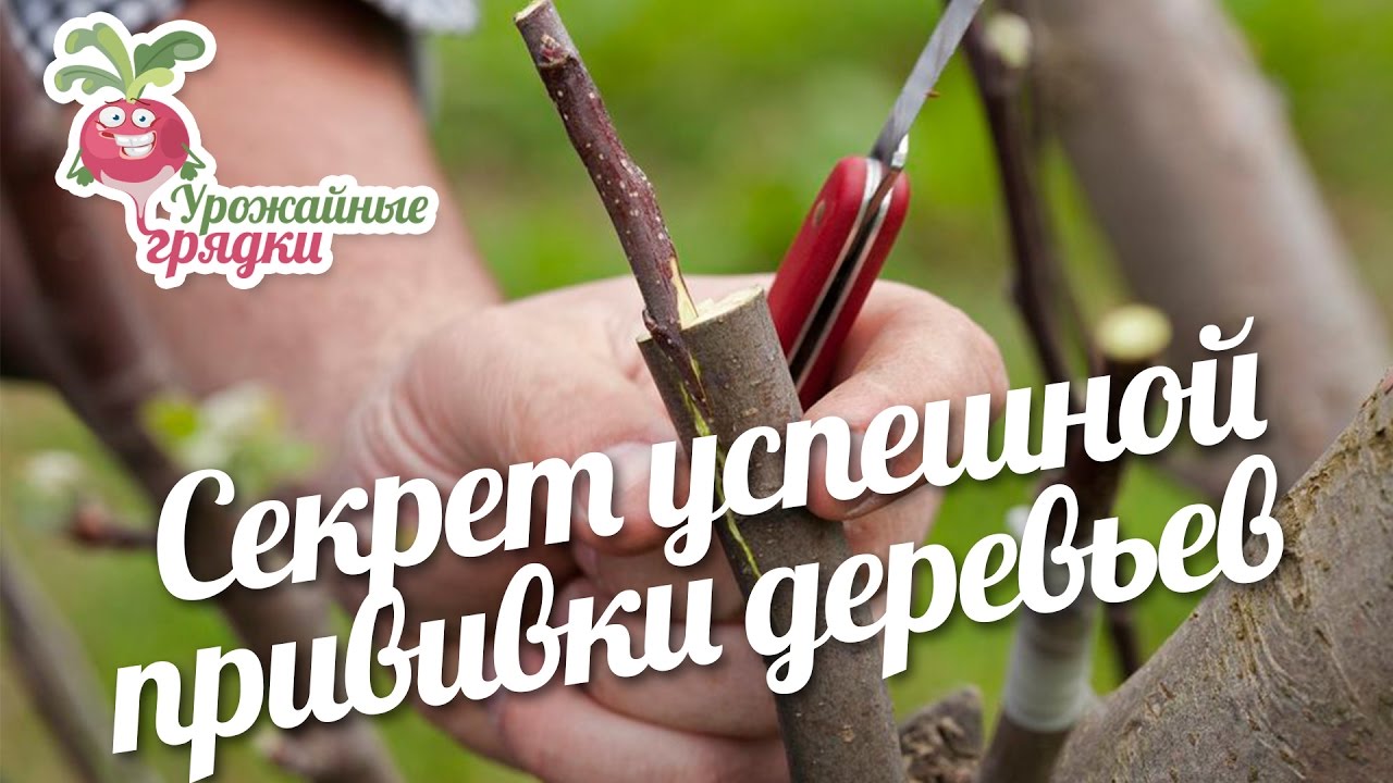 Секрет успешной прививки деревьев #urozhainye_gryadki