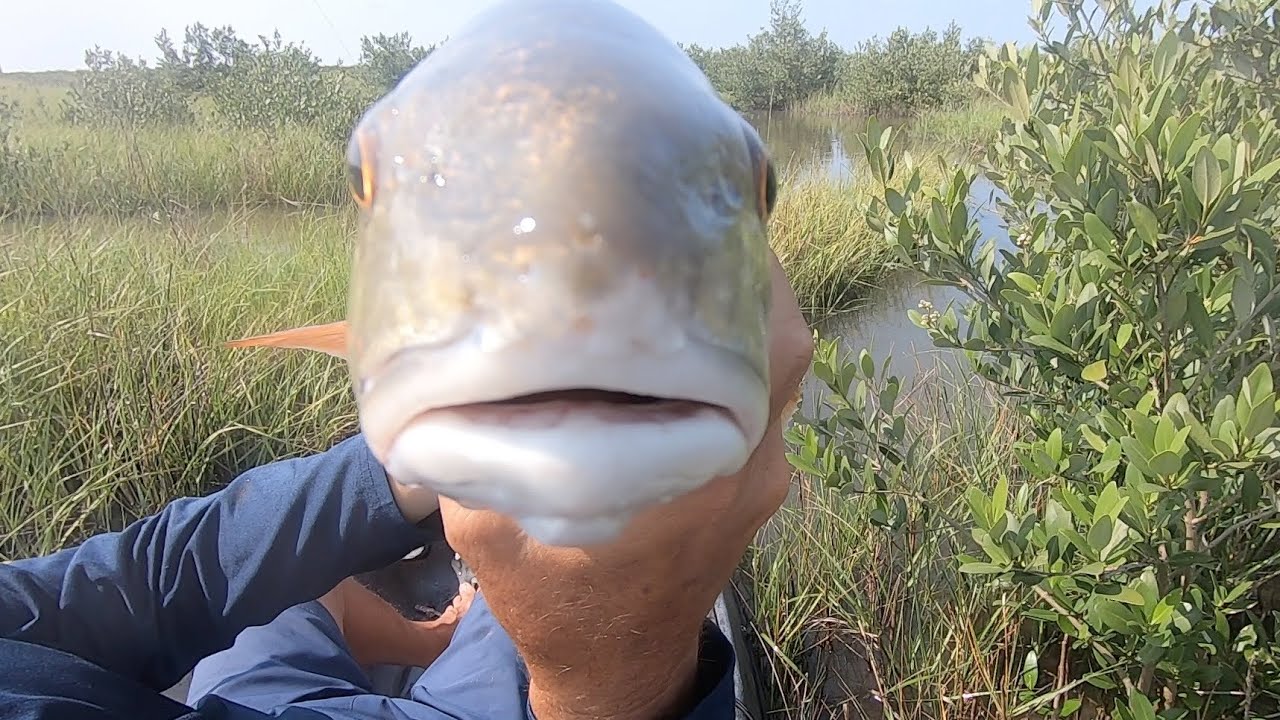 Redfish in the Grand Isle, Louisiana Marsh #summer2023