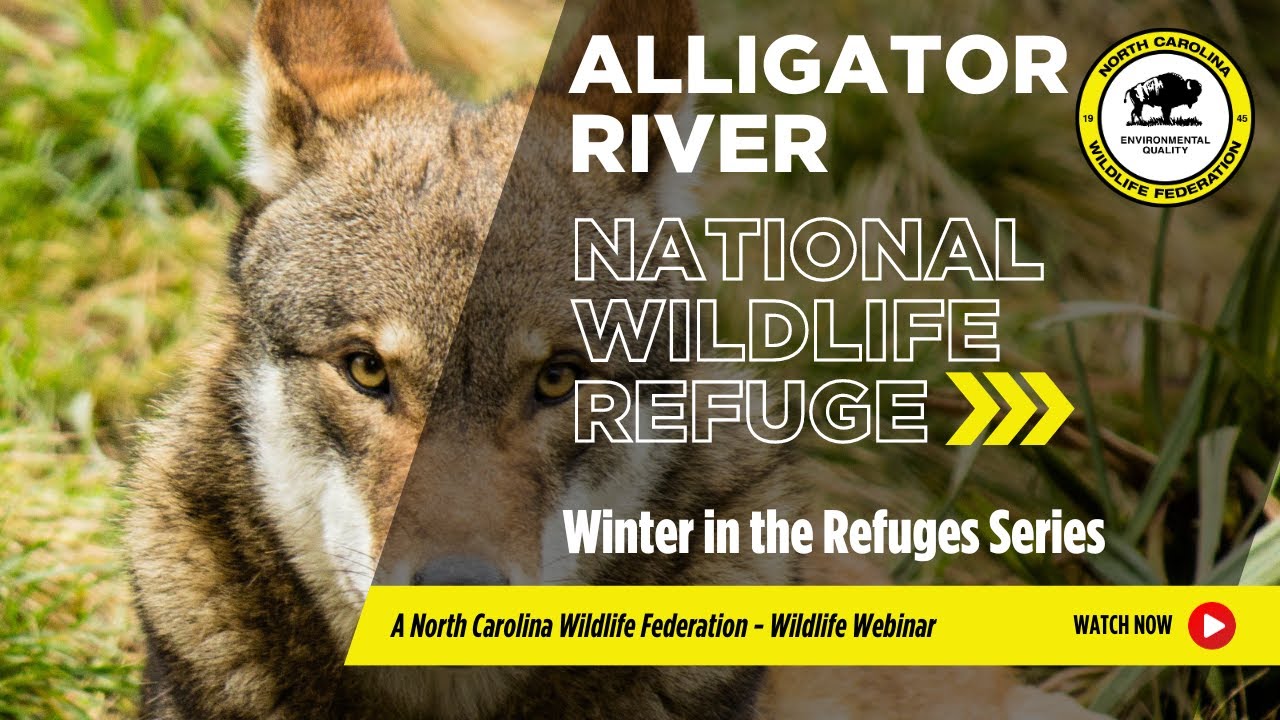 Winter in the Refuges Series: Alligator River NWR - NCWF