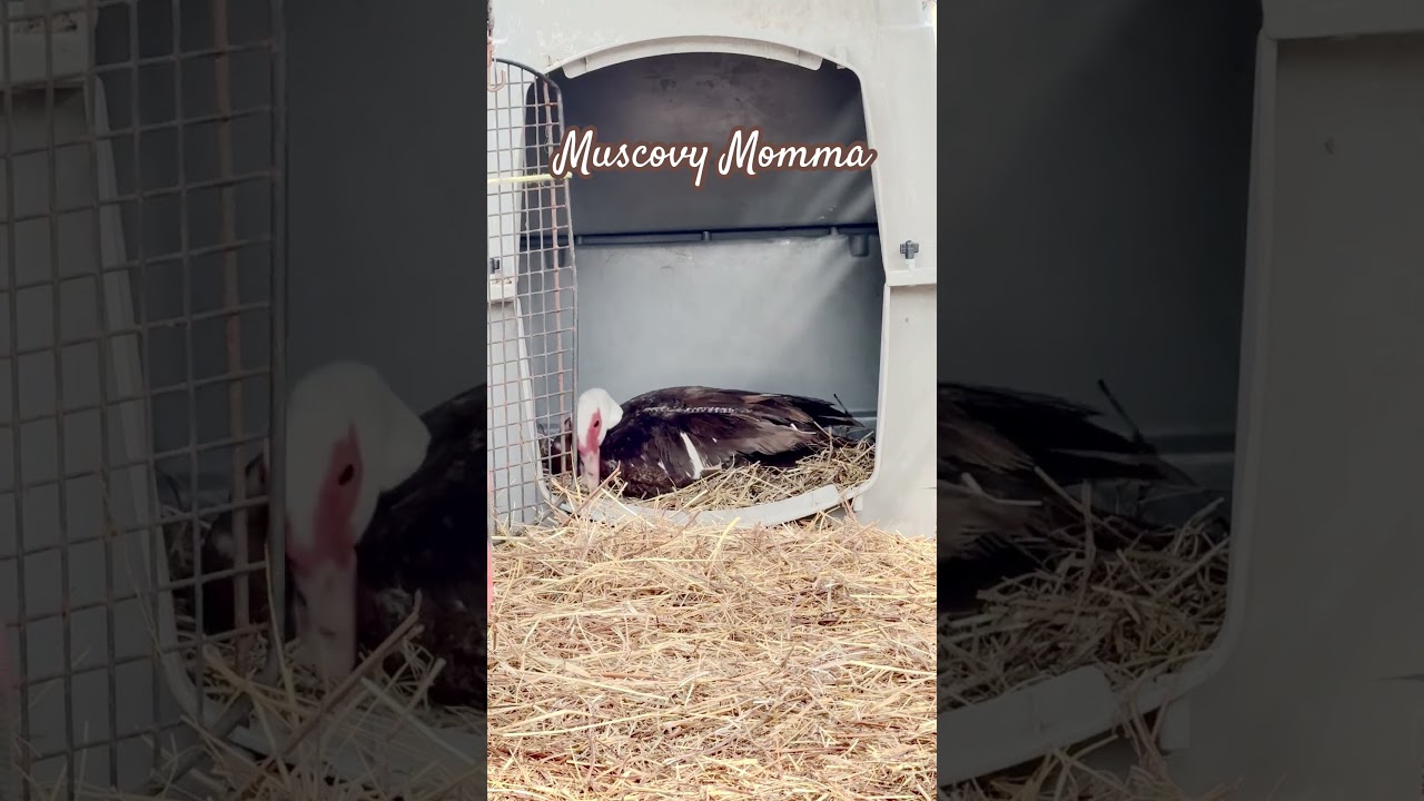 Pitter Patter of little duckling feet in our future? #homesteadfun #duckfarmer