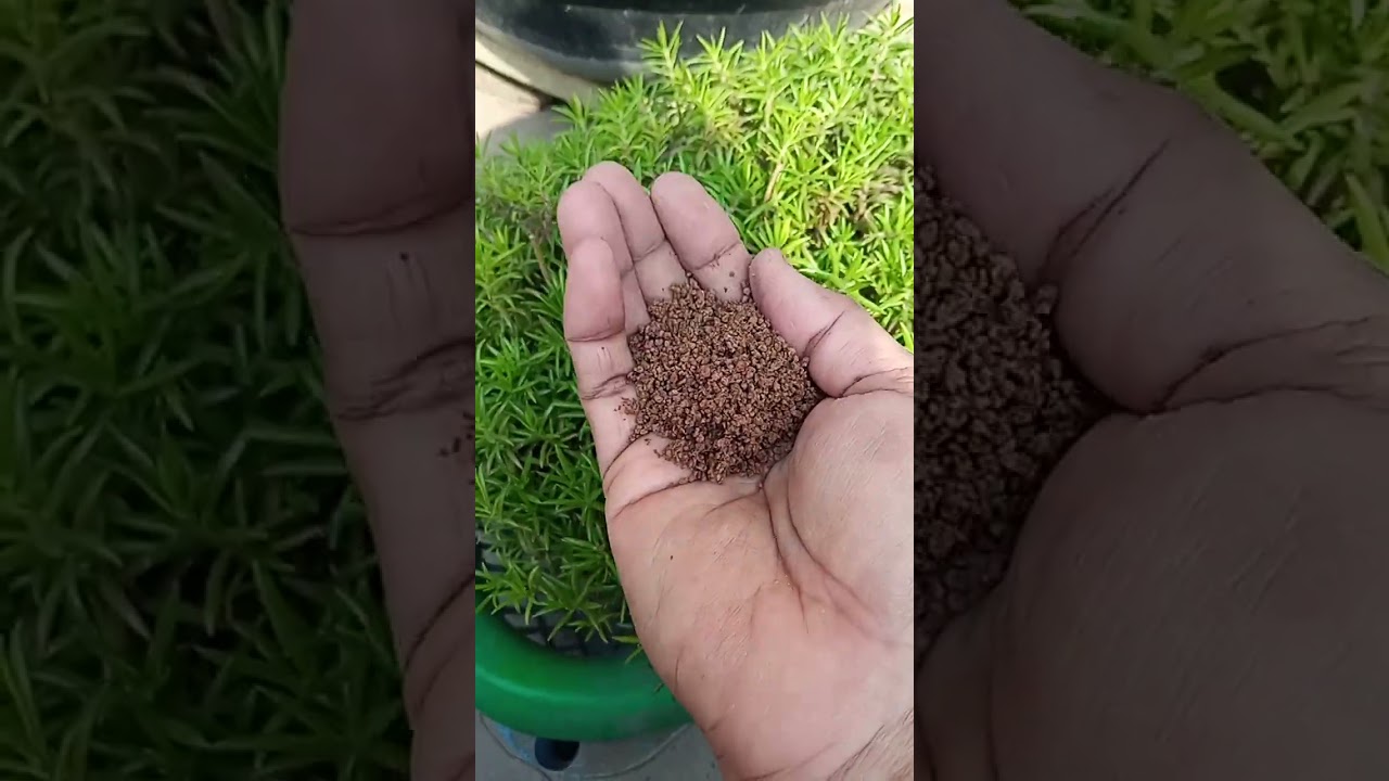 Portulaca ki care kaise ho