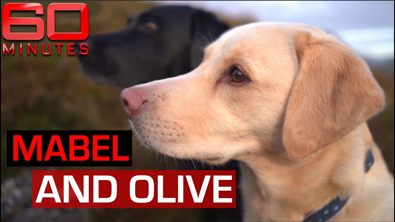 A walk through the Scottish Highlands with Mabel, Olive and Andrew Cotter | 60 Minutes Australia