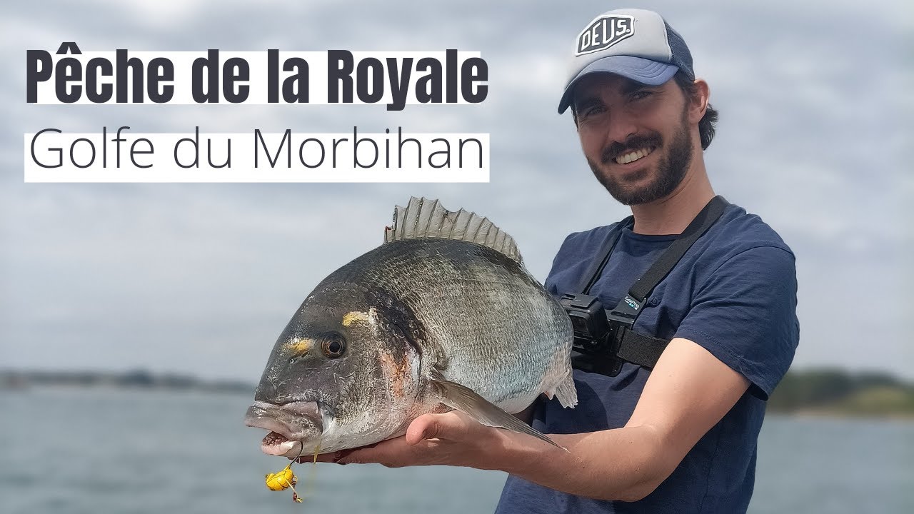 Grosses Dorades Royales : Golfe du Morbihan