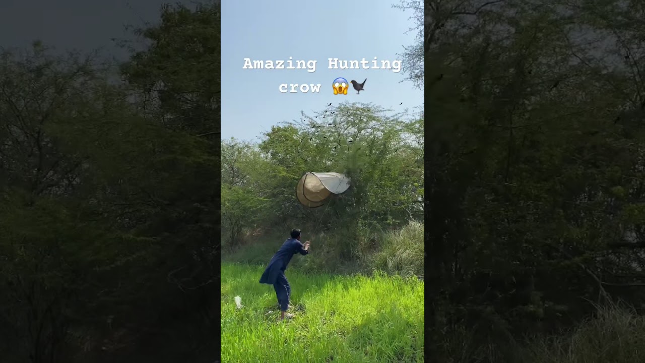 Amazing Hunting crow 😱🐦&zwj;⬛ #bird #hunting #farming #farming #catchingpigeon #birdhunting