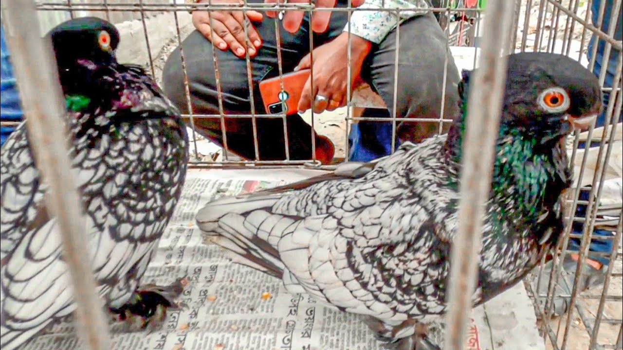 টংগী হাটে ২০০টাকা পিস কবুতর | Cheapest pigeon in Tongi Pet Market