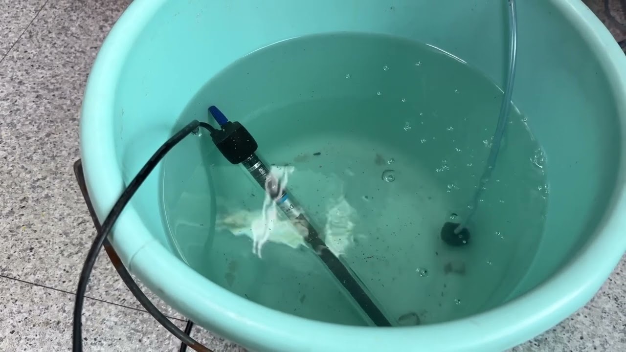 아파치치어부화성공#오란다 #aquarium #금붕어키우기 #금붕어 #goldfish #fish #오란다키우기#치어부화#오란다치어