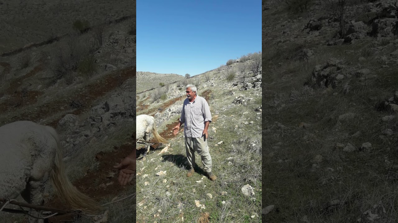 GÖRENTEPE Lİ PAMUK