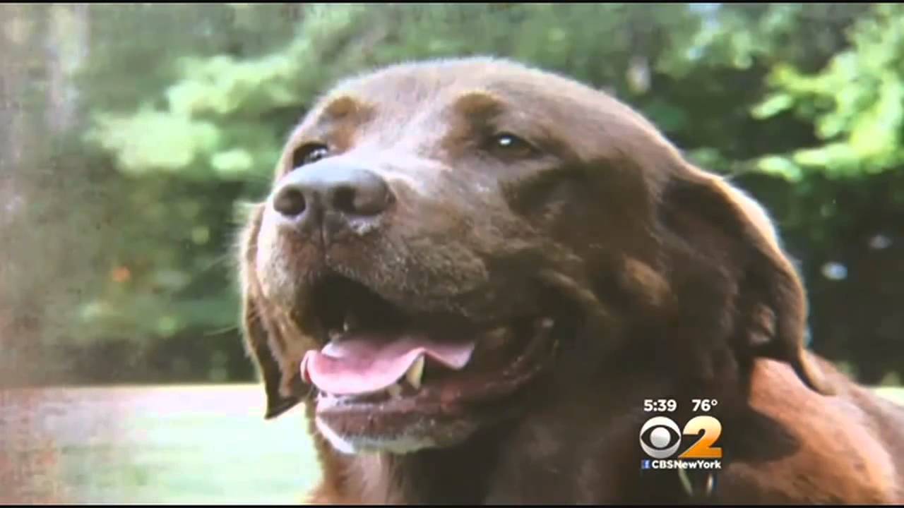War Veteran Reunited With Bomb Sniffing Dog