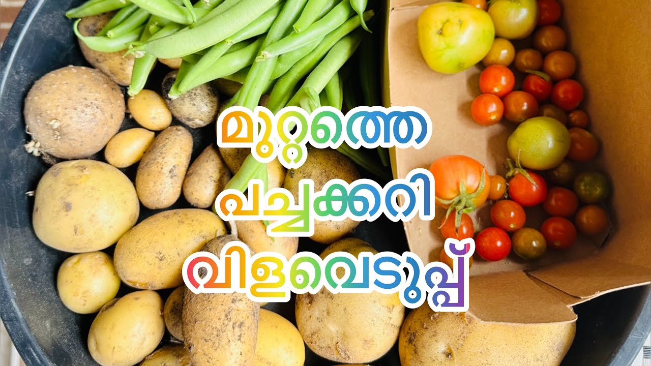 | Vegetable Garden Australia | Adukkalathottam| Malayalam vlog |