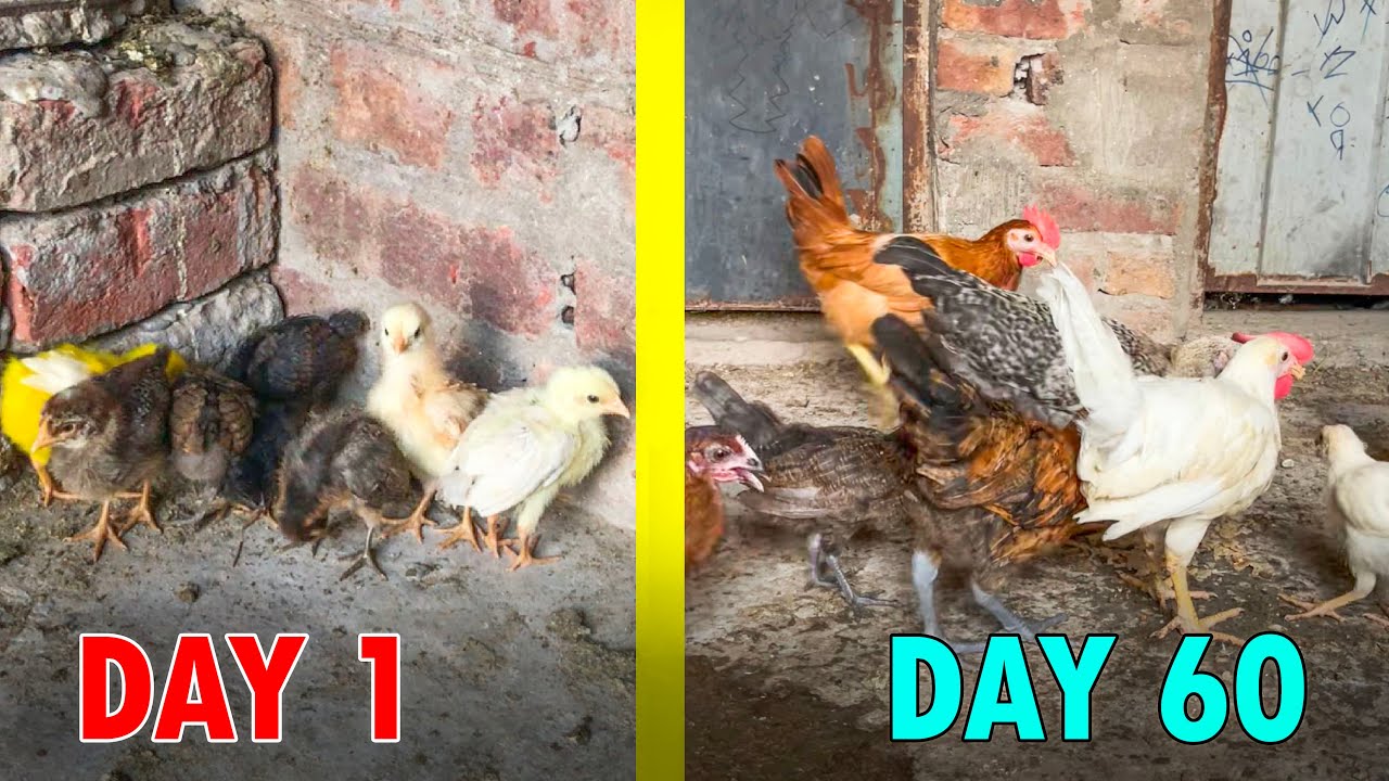 Colorful And Desi Chicks 🐥 Care Challenge 😎 Day 1 To Day 60 | Colourful and Desi chicks 🐥