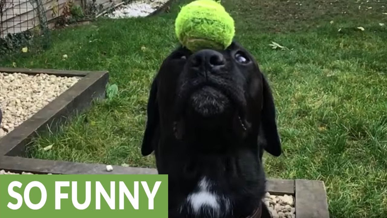 Amazing dog trick in super slow motion