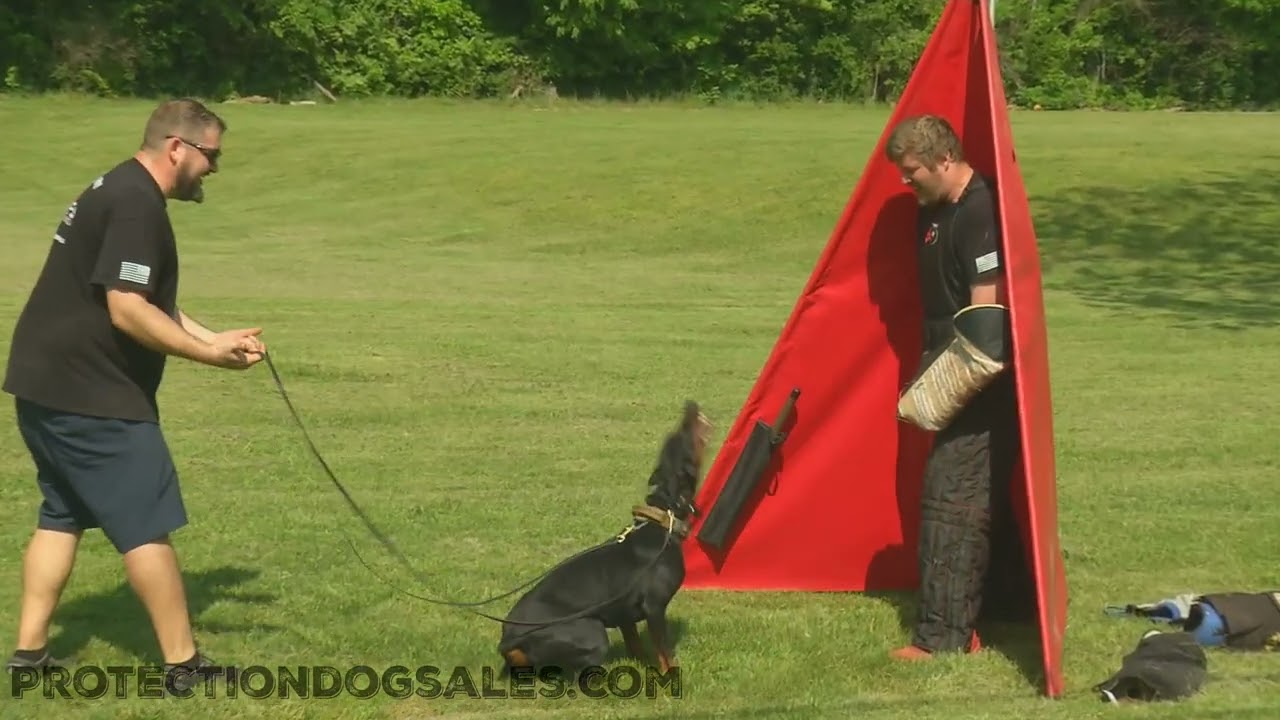Powerhouse Doberman Super Star Protection Training Drill "Zera" 17 Mo's Home Raised Protection Dog