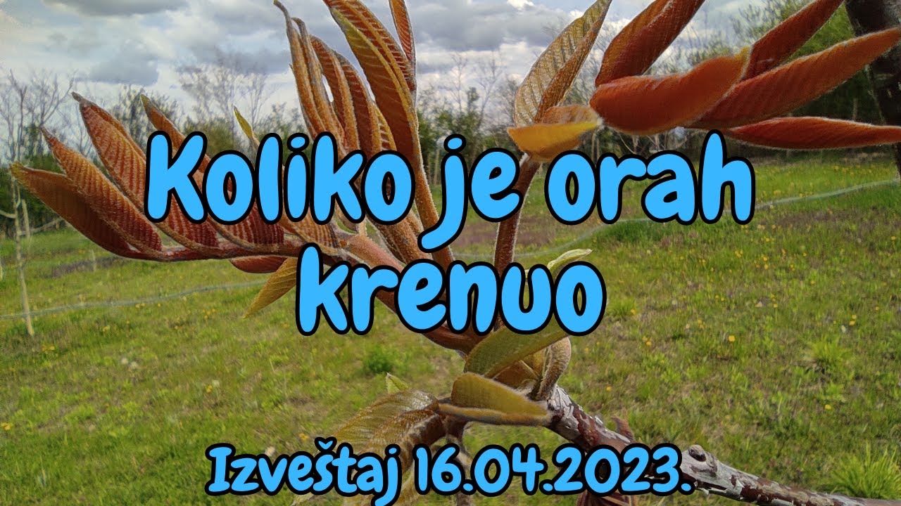 Koliko je krenuo orah - Izveštaj 16.04.2023.