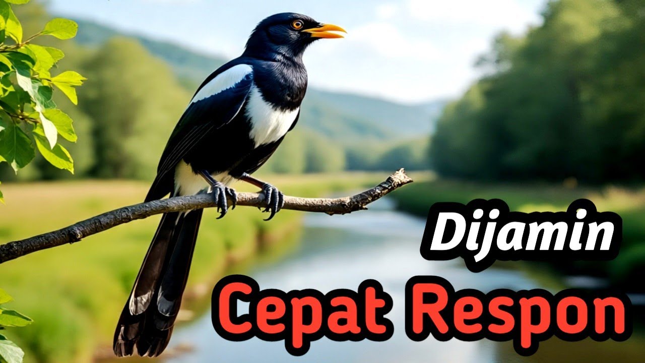 Kacer Gacor Masteran Alam | River Stream Sound Therapy for Focus, Calm & Performance