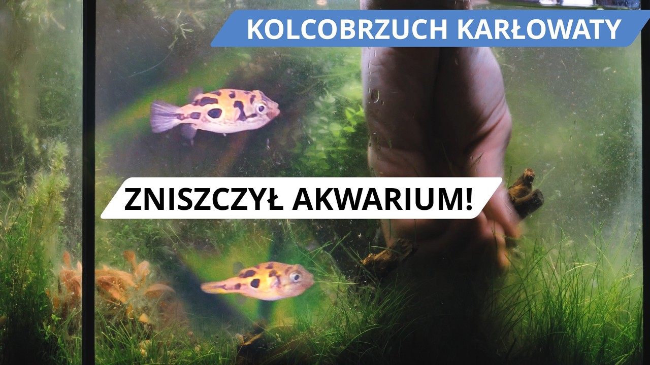 🐠 Kolcobrzuch karłowaty w jednym akwarium ze skalarami? 🐠