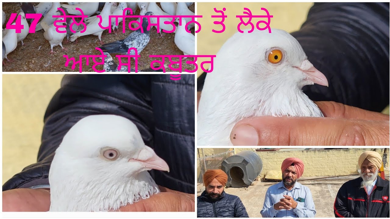 ਵੰਡ ਵੇਲੇ ਪਾਕਿਸਤਾਨ ਤੋਂ ਕਬੂਤਰ ਗੱਡੇ ਉੱਪਰ ਨਾਲ ਲੈਕੇ ਆਏ ਸੀ.. ਕਈ ਪੀੜੀਆਂ ਤੋਂ ਸ਼ੌਕ ਚੱਲਿਆ ਆ ਰਿਹਾ..098883 06910