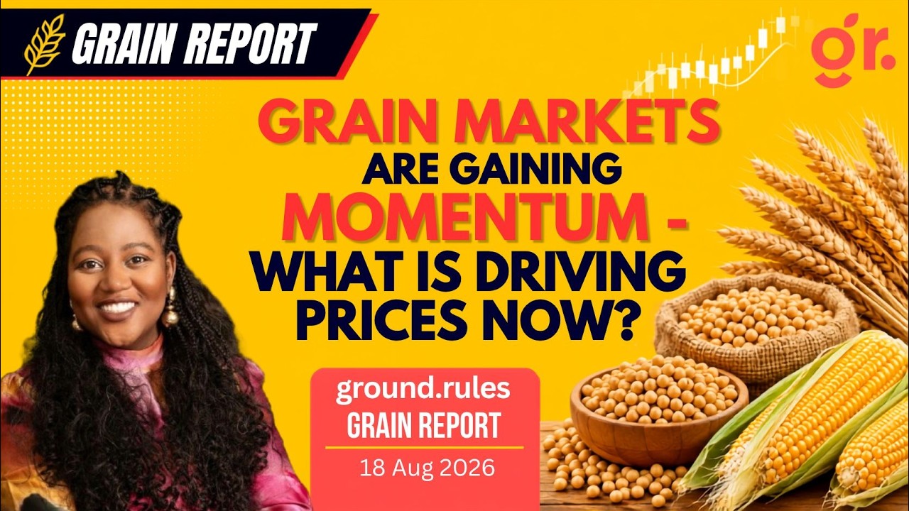 🌽📈 Grain markets are gaining momentum &ndash; what is driving prices now? | Grain Report - 18 Aug 2026
