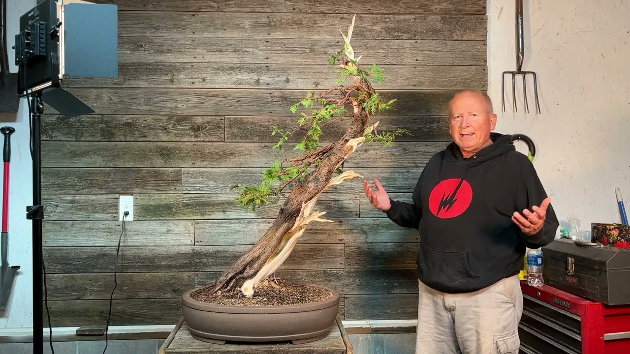 Urban Yamadori:  Eastern White Cedar from hedge to bonsai in just over one year.