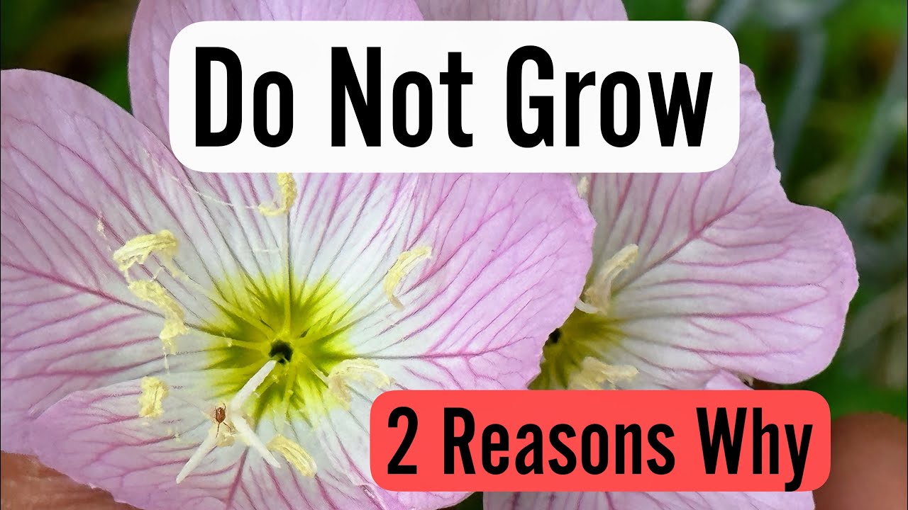 Evening Primrose (Oenothera Speciosa) | 2 Reasons Not to Grow