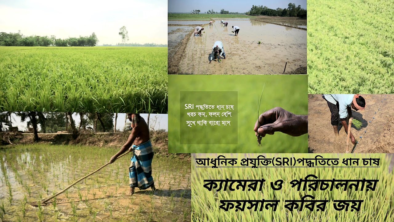 আধুনিক প্রযুক্তি (SRI) পদ্ধতিতে ধান চাষ।ক্যামেরা ও পরিচালনায় ফয়সাল কবির জয় Dynamic Production House