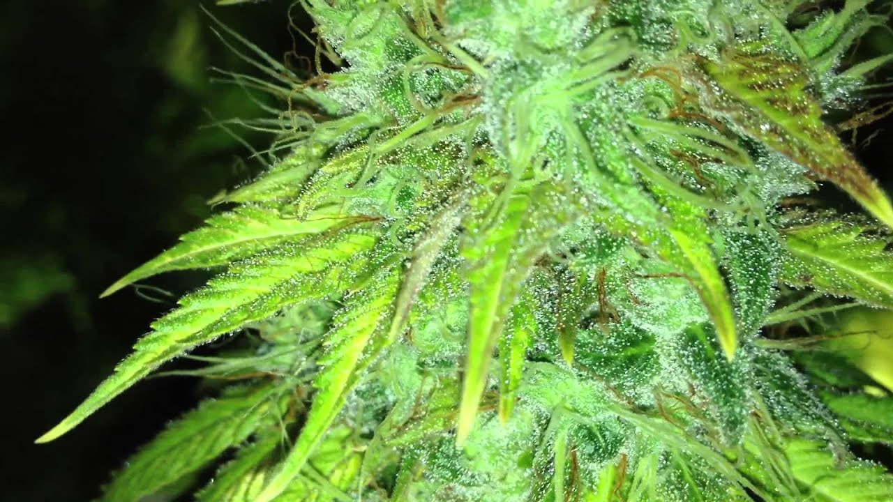 Reeferman's G-13 Haze Day 61. Mid Harvest!