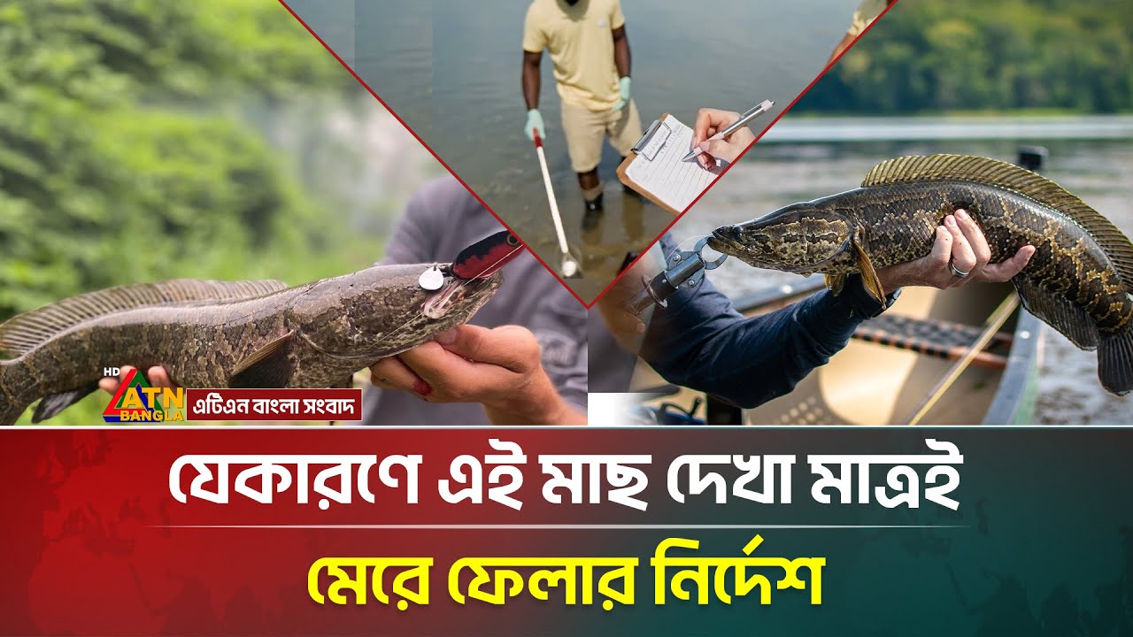 Why this fish should be thrown away as soon as you see it | ATN Bangla News
