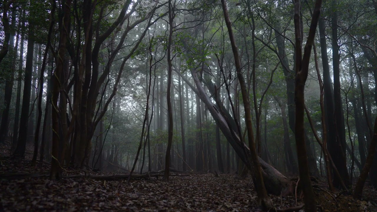【作業用・勉強用】ASMR 森の中 雨 鳥のさえずり ポモドーロ・テクニック