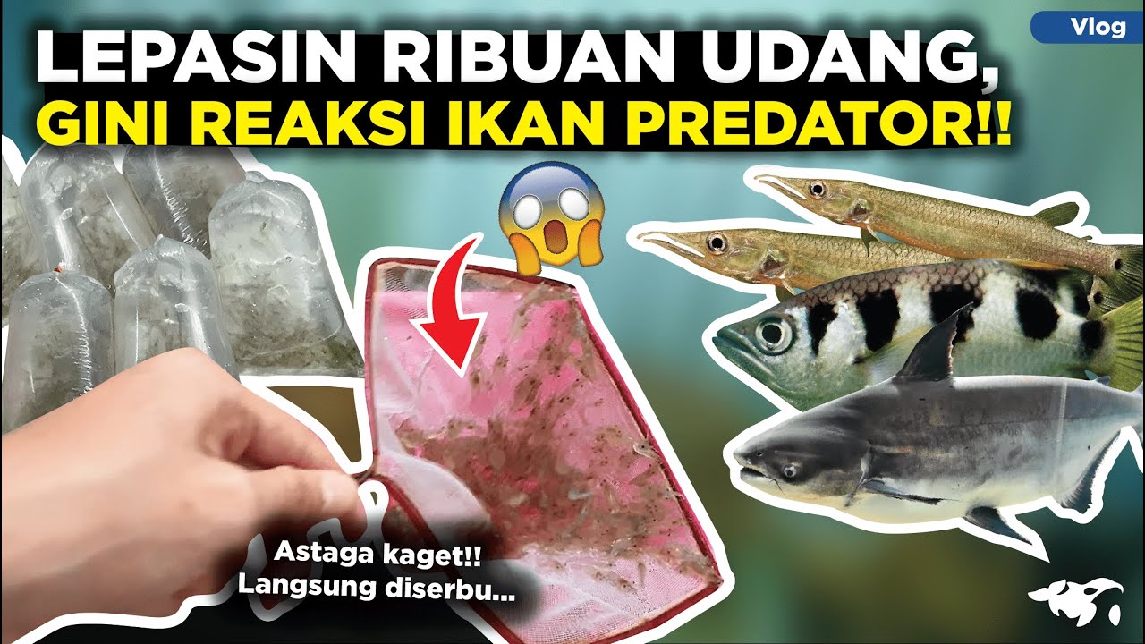 LEPASIN RIBUAN UDANG, REAKSI IKAN PREDATOR BAR-BAR SEMUA!! IKAN-IKAN INI BERASA MUKBANG... (Vlog)