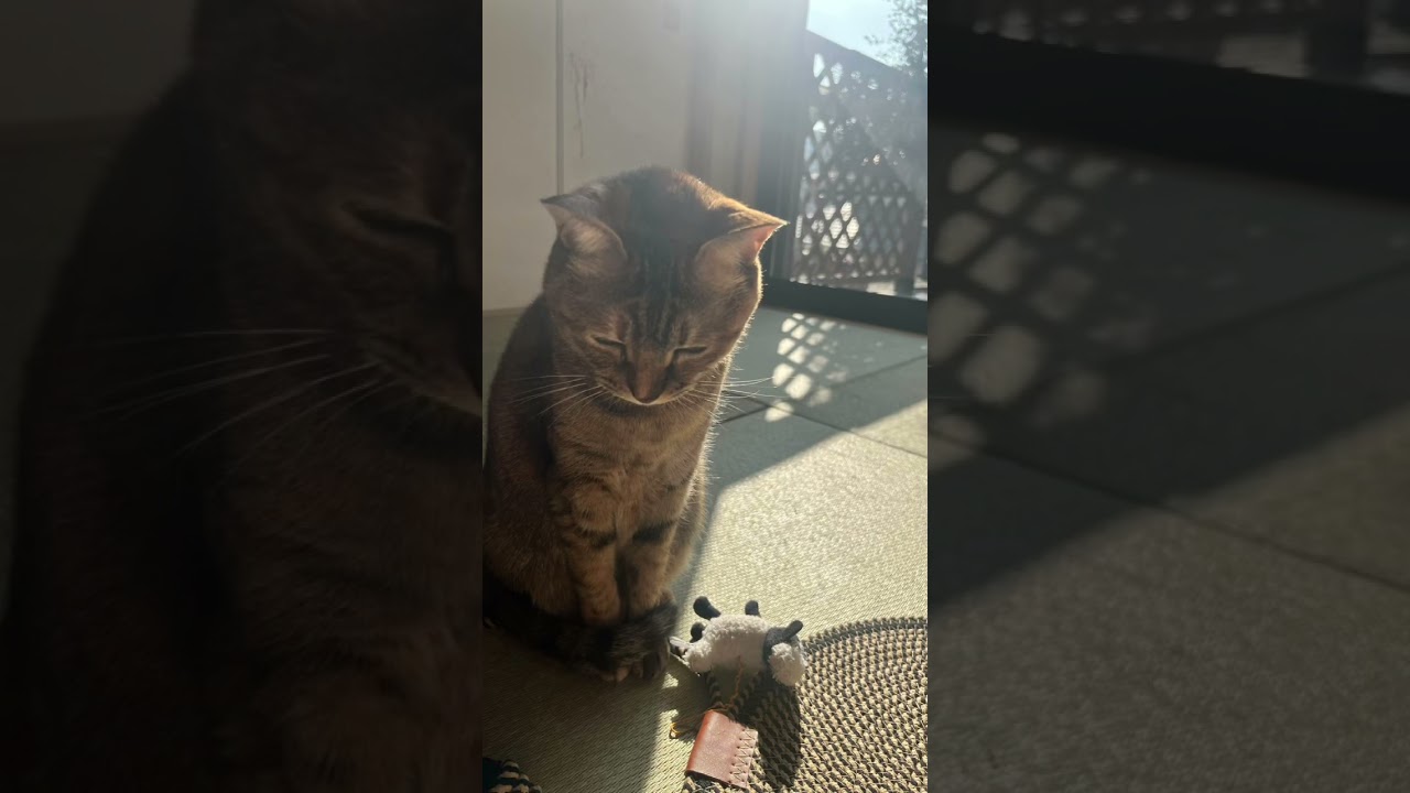 ノア！今日もいいお天気だね！