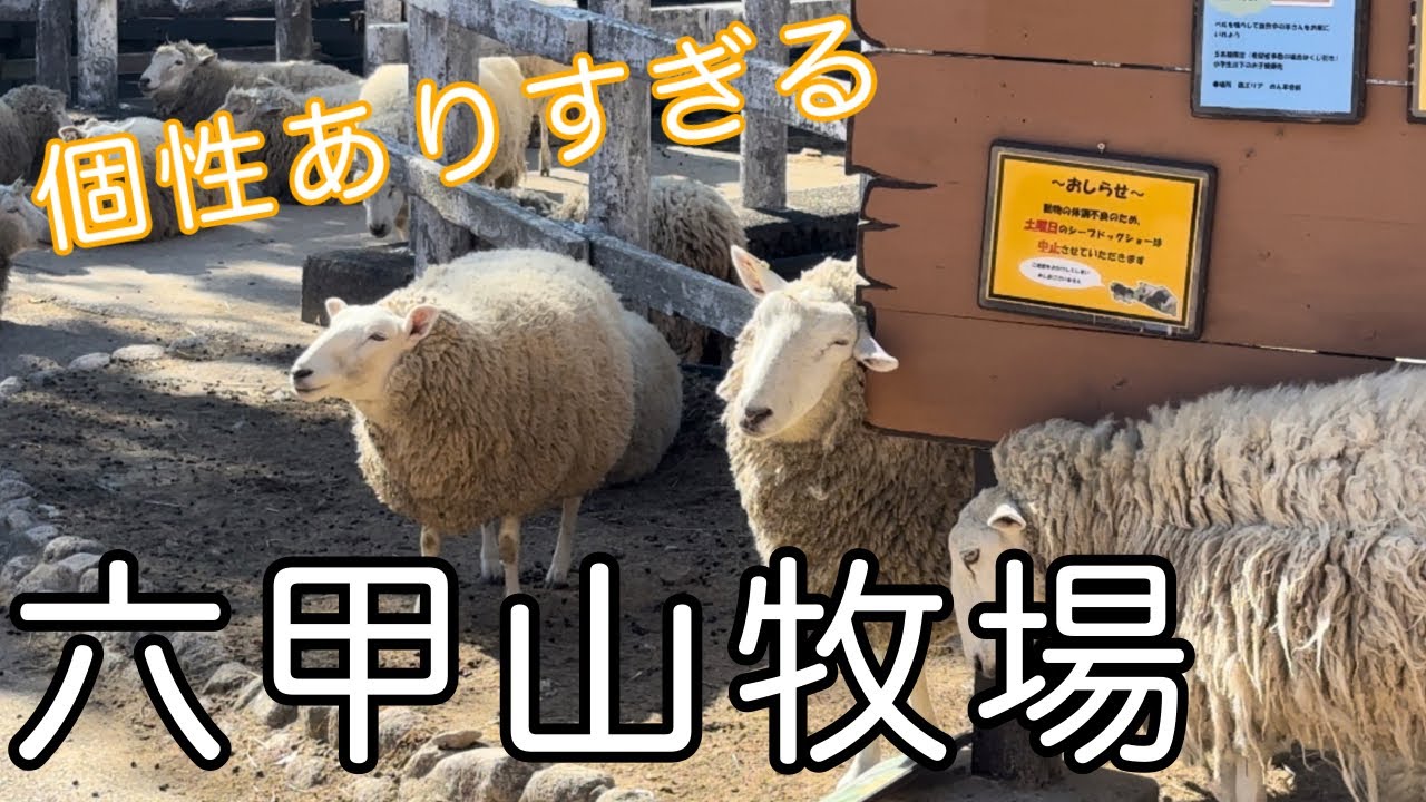 【個性ありすぎる】六甲山牧場の羊が自由すぎておもしろい【お尻がかわいい】