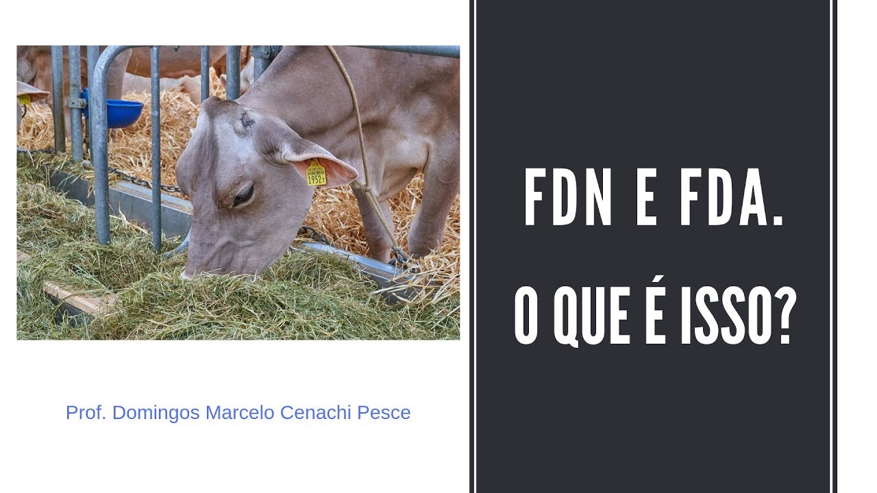 FDN e FDA - o que é isso?
