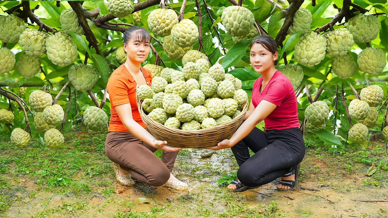 Harvesting Many Custard Apple Goes To The Market Sell - Take Care Animals | Phuong Daily Harvesting