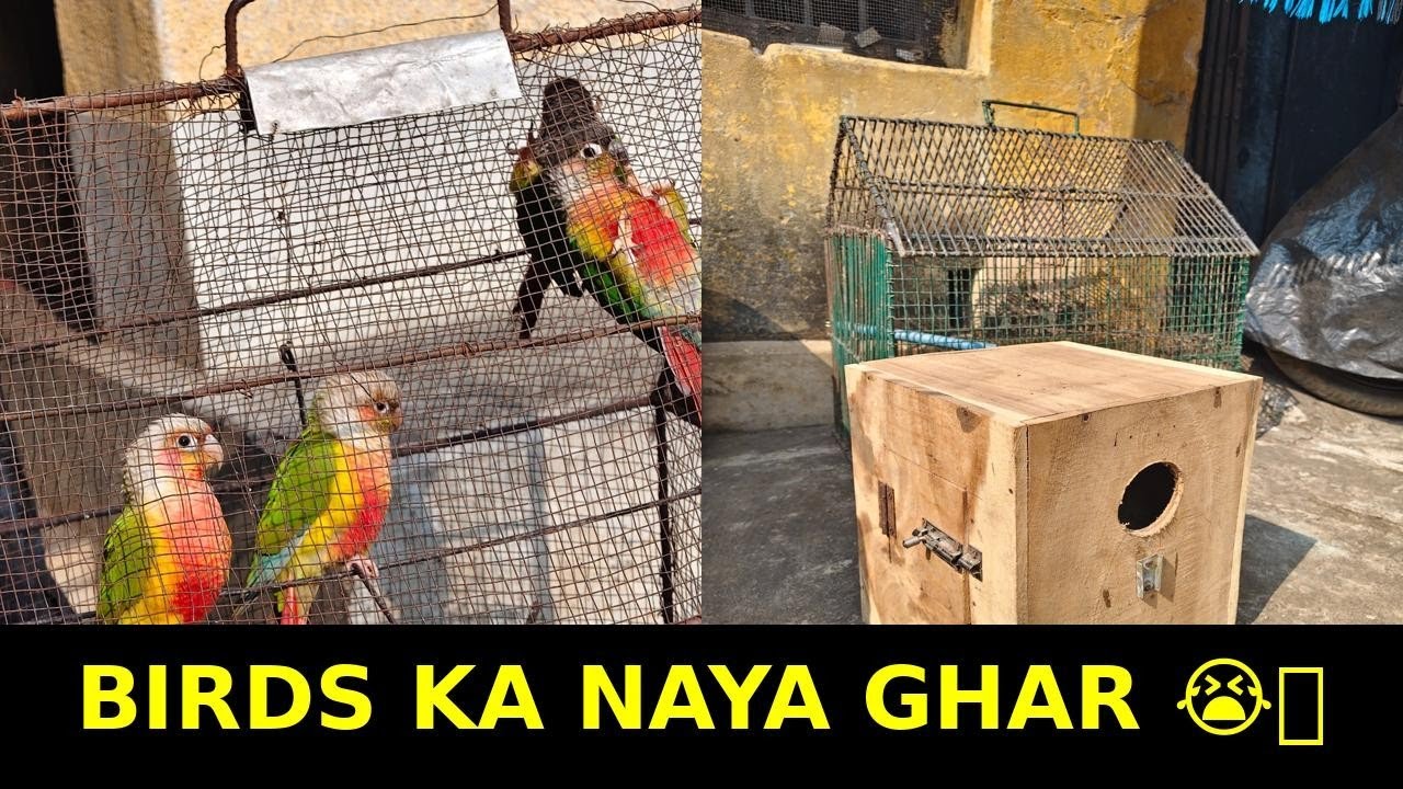 Bankura Vlog | Birds Ke Liye Breeding Box | Daily Life Vlog
