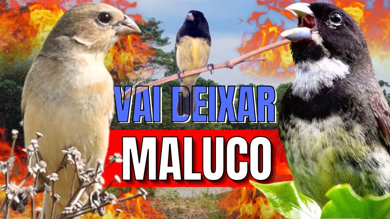 ESQUENTE SEU COLEIRO TUÍ TUÍ MELHOR COLEIRO TUÍ TUÍ E FÊMEA CHAMANDO PARA ESQUENTAR COLEIRO TUÍ TUÍ