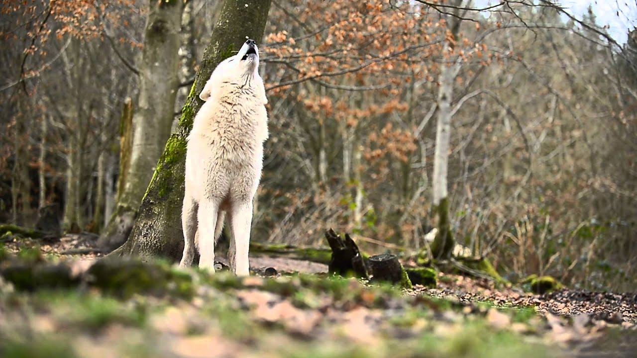 Die Polarwölfe heulen