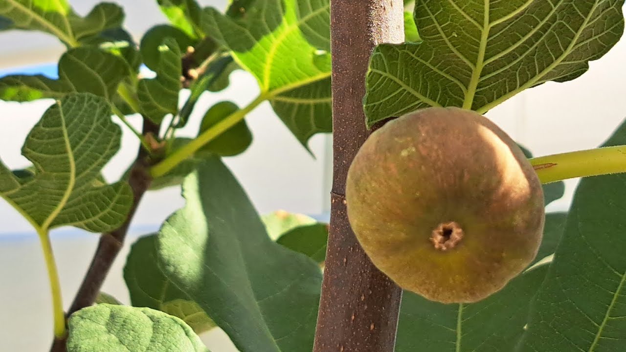 Инжир Мадлена двухсезонная, первое плодоношение из черенка этого года -  Madeleine de 2 seasons fig.