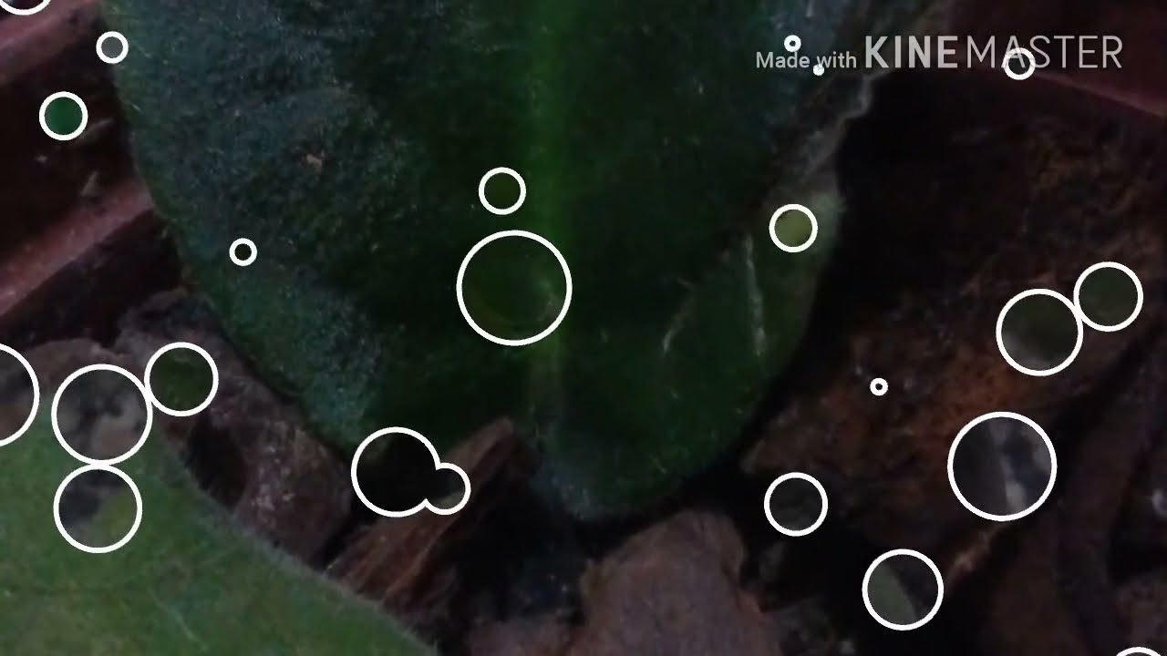 Reprodução de Violetas - O Jeito Certo de Plantar As Folhas Das Violetas!!!
