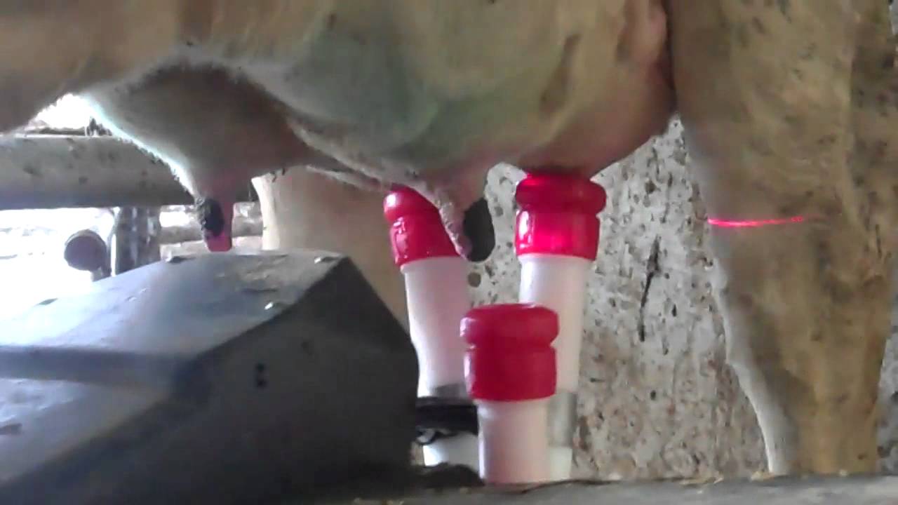 day 15  with lely A3 next robots.
