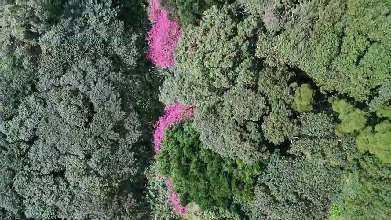 五酒桶山愚公花園空拍櫻花道