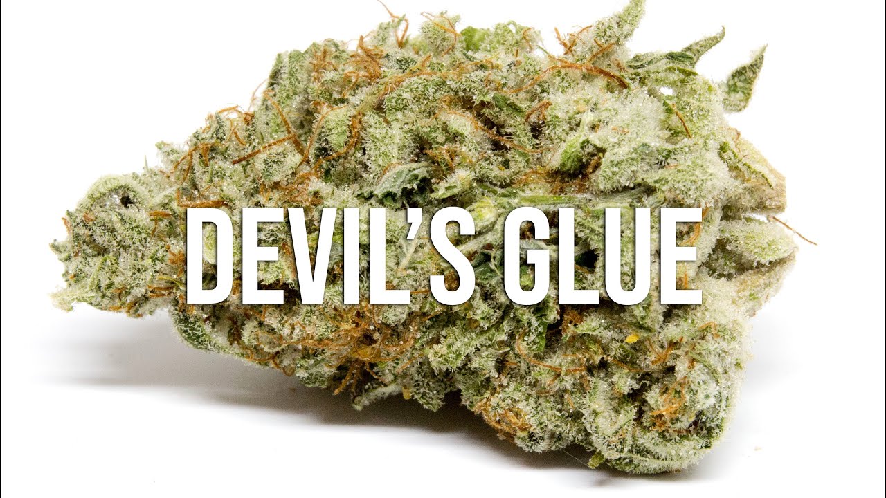Devils Glue Cannabis Strain Review - It HITS Like a Truck!