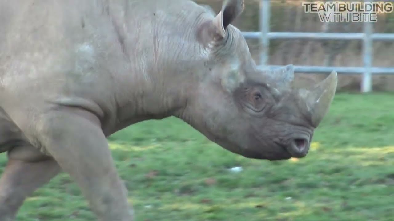 Black Rhino feeding enrichment team build at Yorkshire Wildlife Park